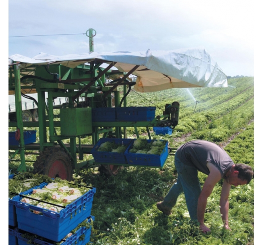 Maxinest Container Crate - Gathering Crops