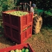 Geobox_Apple-Harvest-Crate